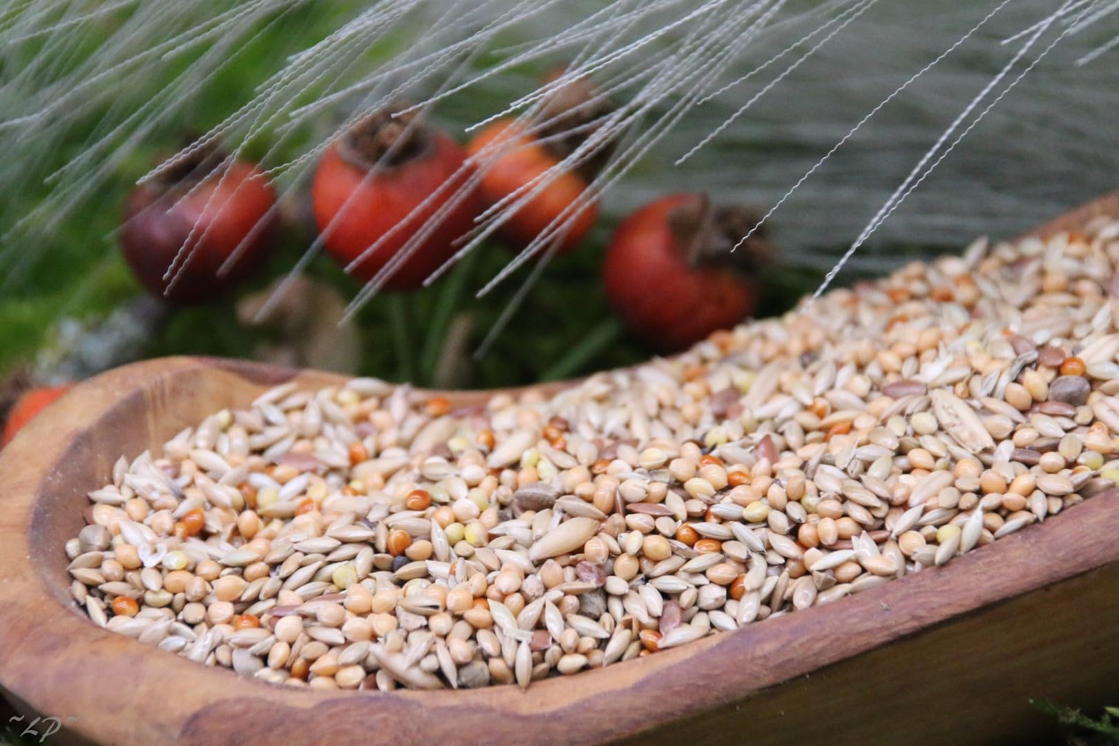 Kanarienfutter ohne Rübsen 10 kg Anhaltiner Premiumfutter
