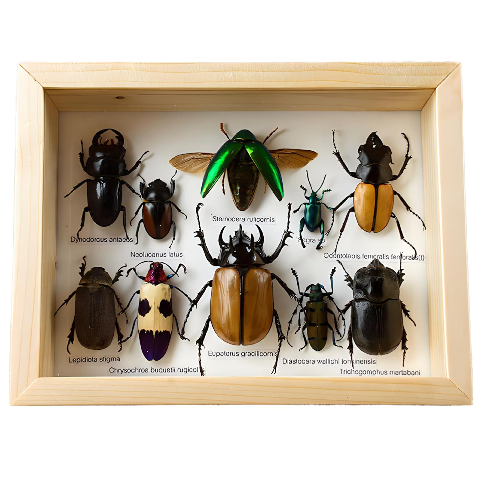 DRXRD Taxidermie D'insectes Mixtes, Vitrine D'exposition D'insectes Réels, Boîte D'exposition de Taxidermie avec Fermoir de Suspension et Cadre en Bois, Décoration Murale de Taxidermie A