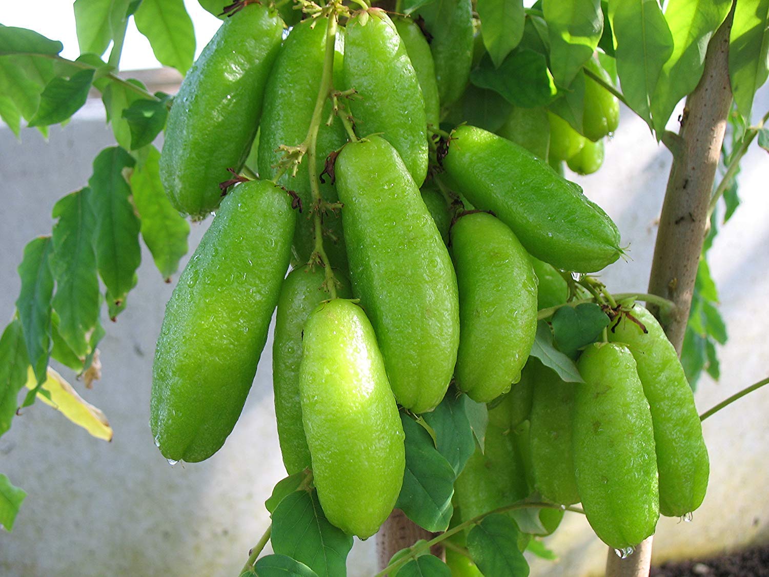 Floral Treasure Rare Bilimbi Fruit (Averrhoa bilimbi) 1 Healthy Live Plant (Seedling) (B09CHFQDHR) Amazon Price History, Amazon Price Tracker
