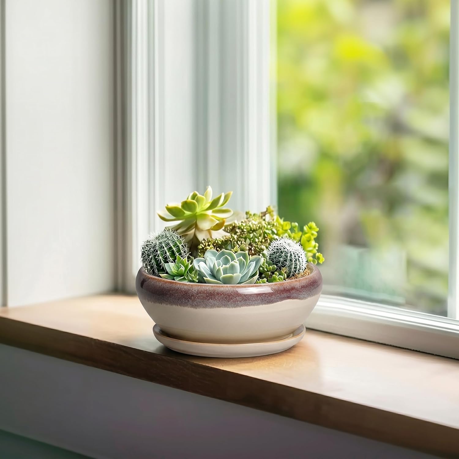SQOWL Small Bonsai Pots - 6 Inch Ceramic Plant Pots for Succulents, Shallow Planter with Drainage Hole and Saucer, Round Planters for Indoor Outdoor Cactus Plants, House Decor, Birthday Gifts, Beige image 4