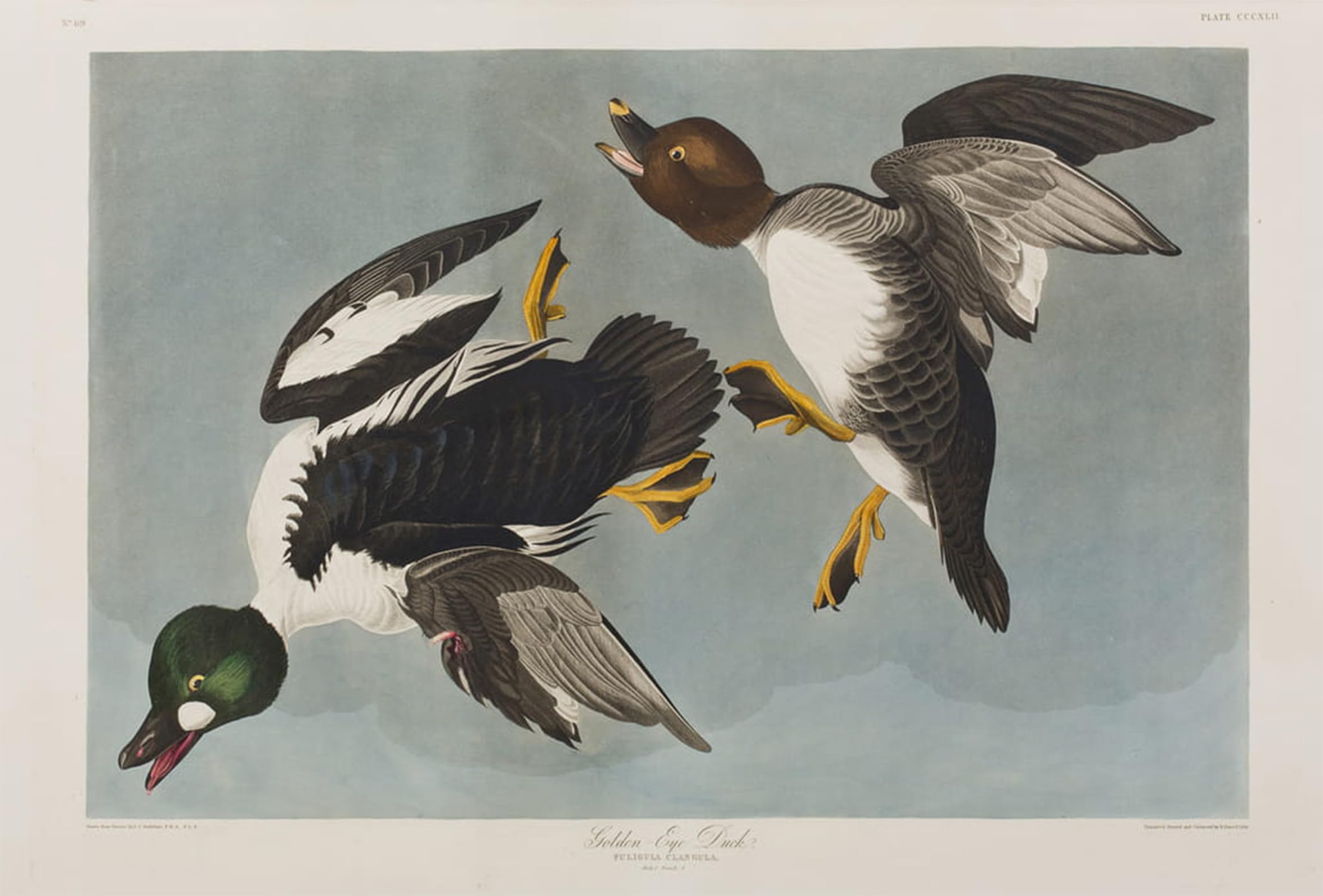 SERENDIPITP Vintage Picture Print on Canvas Wall Art Poster Illustration From birds of America by John Jamess Audubon Artwork Print Poster for Wall Decor 60x90cm