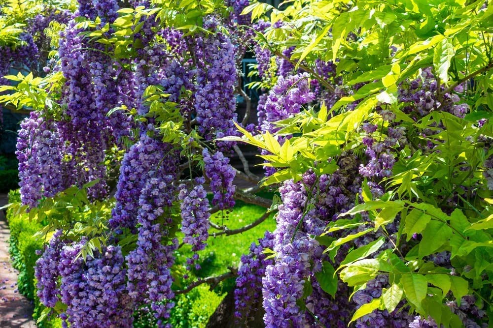 【あうん】Chocolate x Wisteria Wisteria floribunda - Common Bonsai,Shrub and Vine Seeds