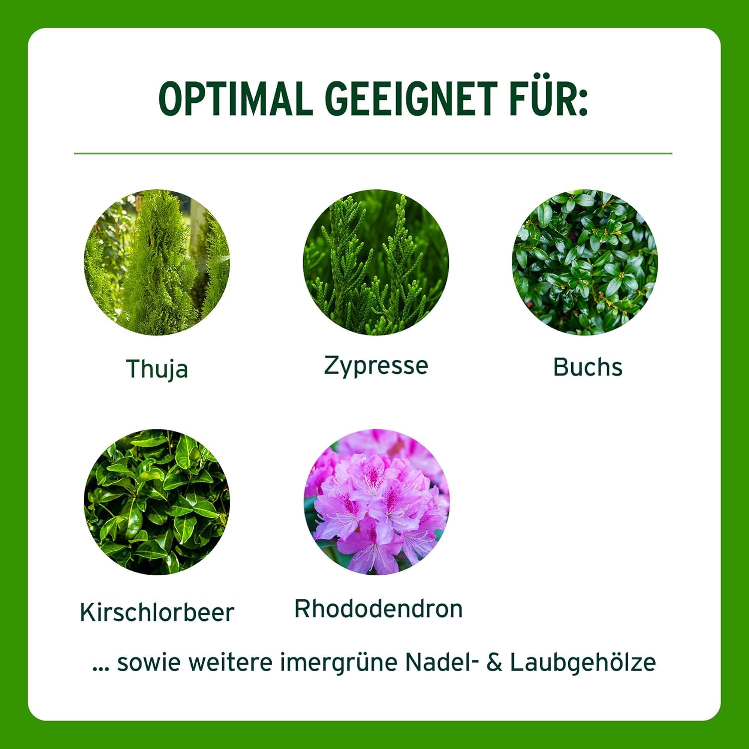Substral Thuja-Vital Spezial-Dnger