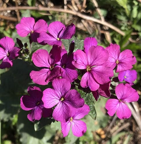 Miniatura 3 de Smoke Camp Crafts Semillas orgánicas de plantas de dinero (Lunaria Annua Violet) 25 semillas (0.02 oz) - Honesty, Moneywort, Moonwort, Silver Dollar