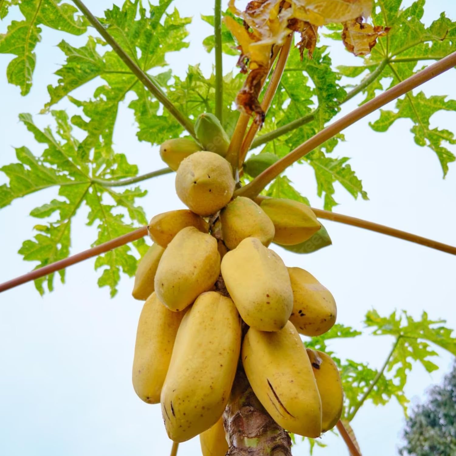 See full amazon price history chart for Hug A Plant | Golden Papaya/Yellow Papaya Papita Fruit Live Plant (Home & Garden) Hug A Plant | Golden Papaya/Yellow Papaya Papita Fruit Live Plant (Home & Garden) (B0CJNZYLYY) Amazon Price History, Amazon Price Tracker