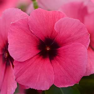 Amazon.com : Outsidepride 100 Seeds Annual Vinca Periwinkle Raspberry ...