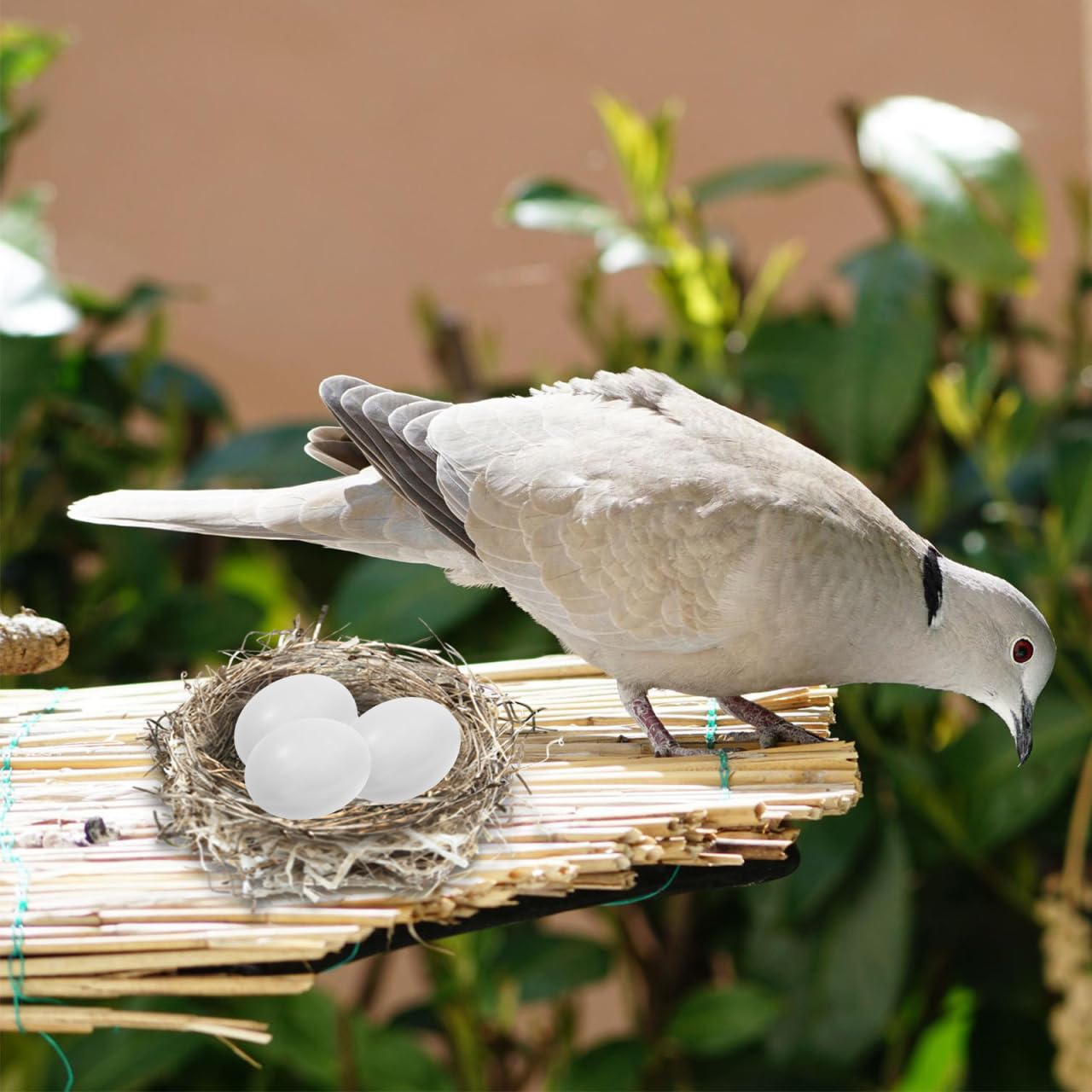 balacoo Lot de 10 œufs de pigeon, simulation d'œufs en plastique solide pour l'éclosion des pigeons, outil agricole pour l'élevage et l'entraînement des calopsittes et des pigeons de course