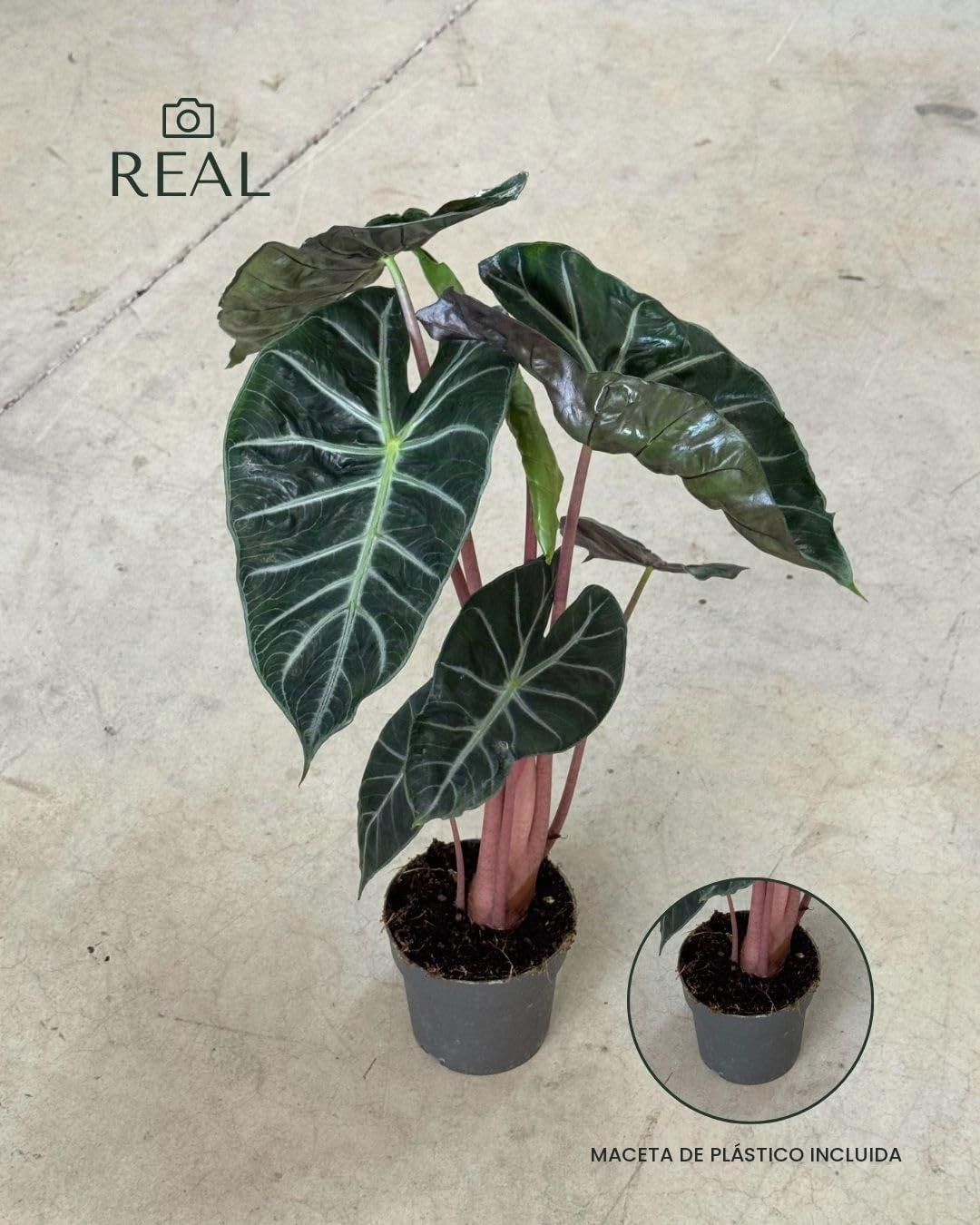 PUR PLANT Alocasia Pink Dragon | Planta Natural Tropical De Interior Resistente | Tallo Rosa y Hojas Verdes Con Nervaduras Plateadas | Elegante, Exótica y Purificadora | Maceta De Ø12 cm