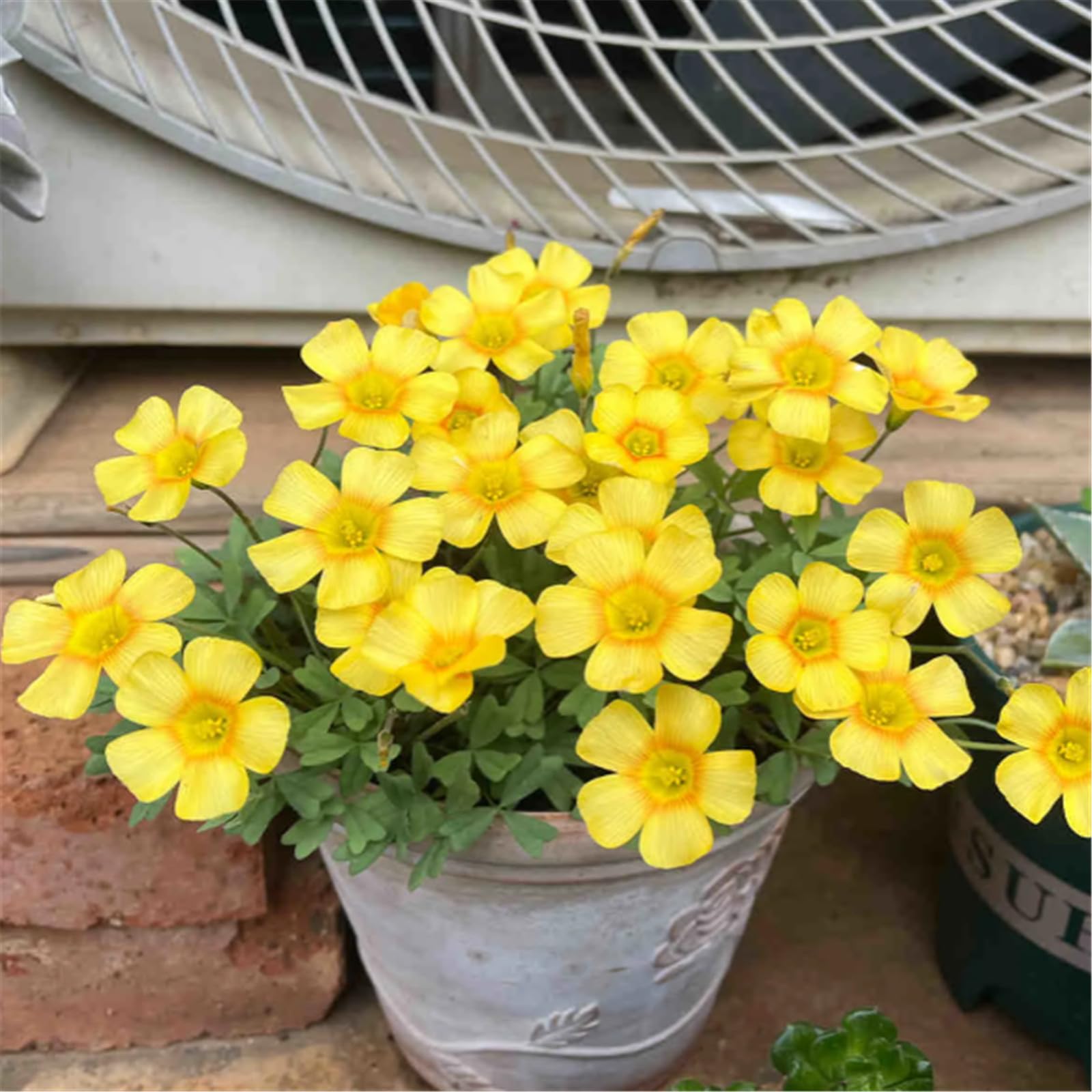 Hardy Perennial,Canna Plants UK, Excellent Display Oxalis bulbs-8bulbs-C