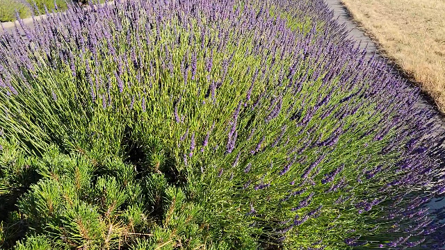 lavender plant for sale near me 1 gal. Mona Lavender Plectranthus Perennial Plant with Purple Flowers