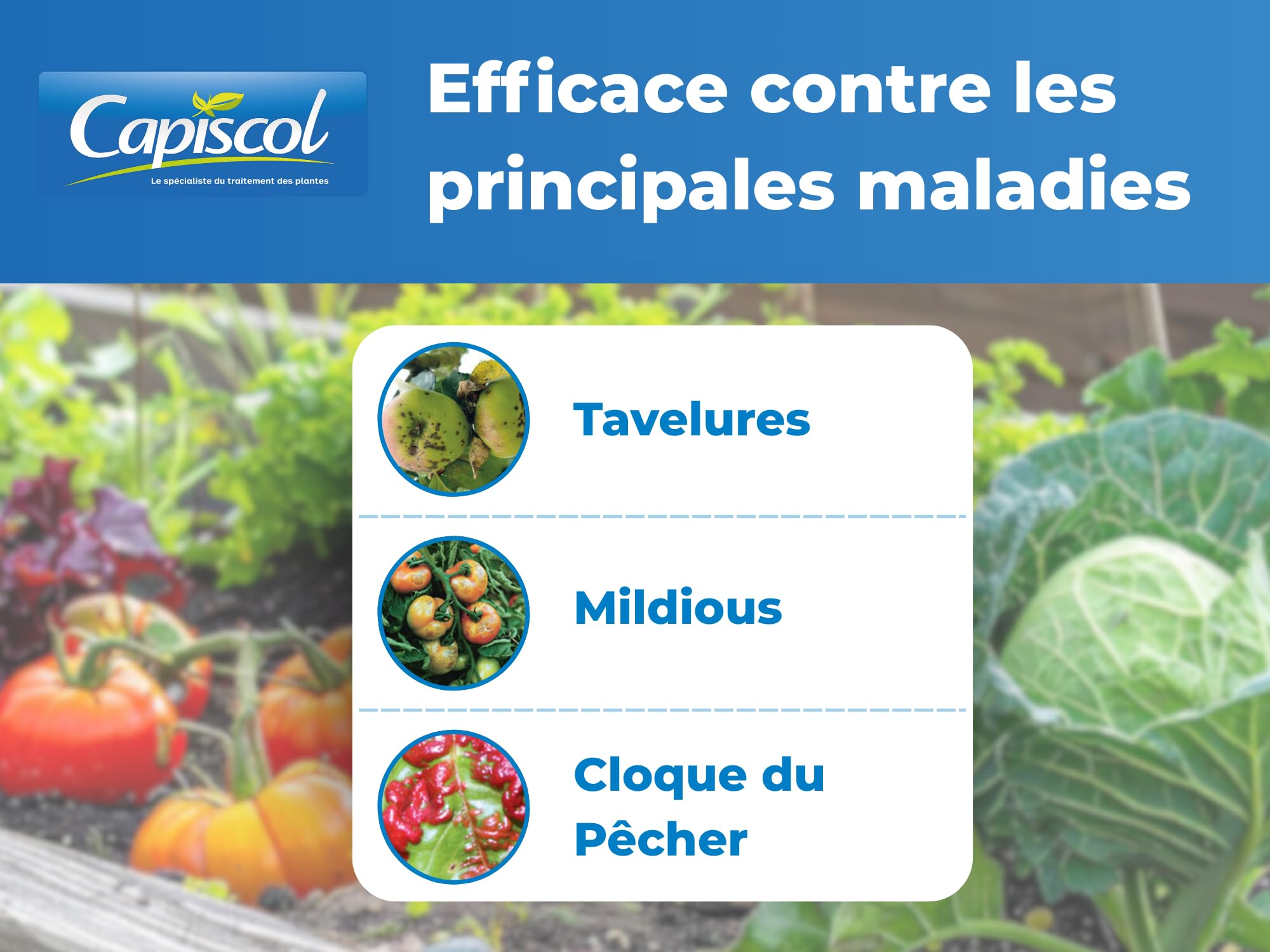 CAPISCOL Bouillie Bordelaise - Granulés - 250L de Solution - 1Kg | Fongicide Polyvalent - Préventif & Traditionnel - Mildiou, Tavelure, Cloque du Pêcher - Coloration Bleue - BB1000