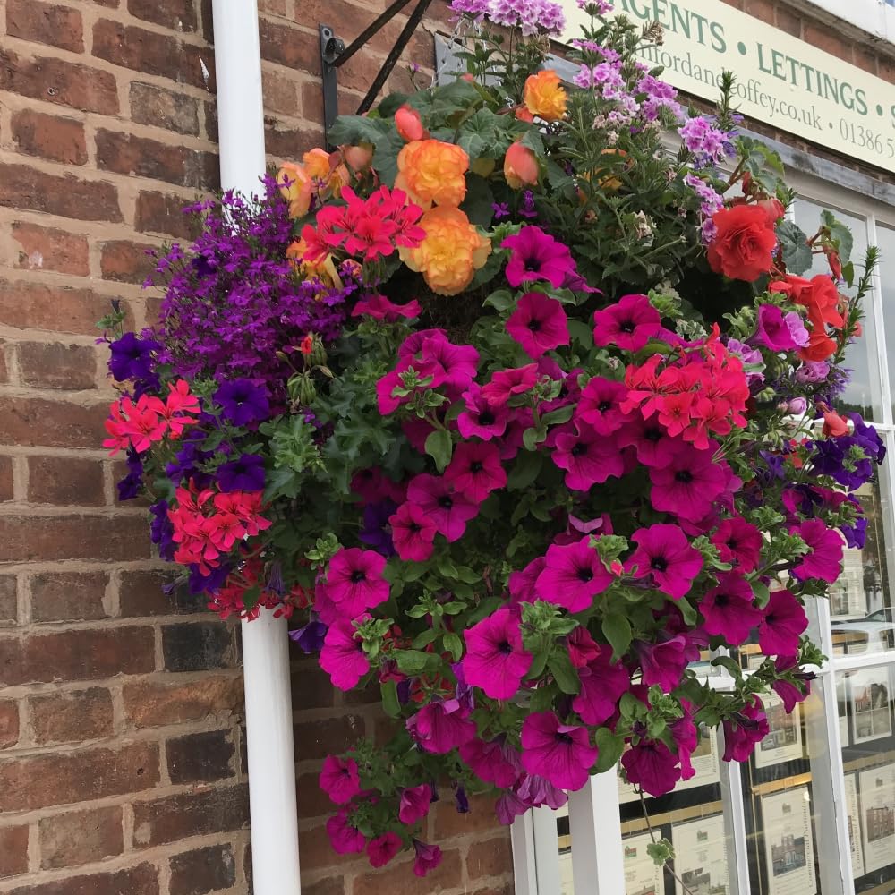 Thompson & Morgan Pre-Planted Hanging Basket Mix - Easy Summer-Long Colorful Displays, Perfect for Doorways and Patios - 1x 20cm Preplanted Basket