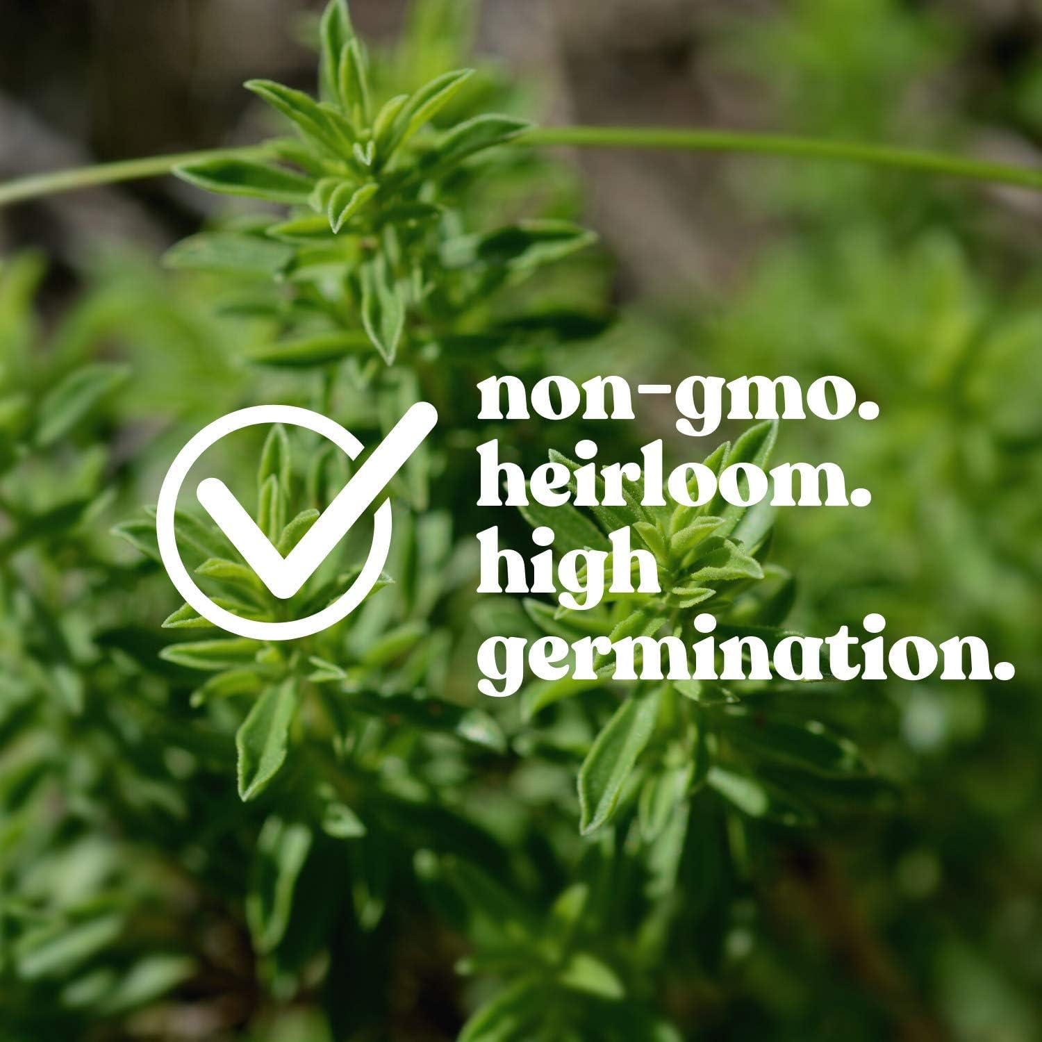 Winter Thyme Seeds – 1 oz (~9,400+ Seeds) – Thyme Herb Seeds for Planting – Ideal for Indoor or Outdoor Herb Gardens – Can Be Used as Ground Cover, Culinary Herb, or Flowering Plant