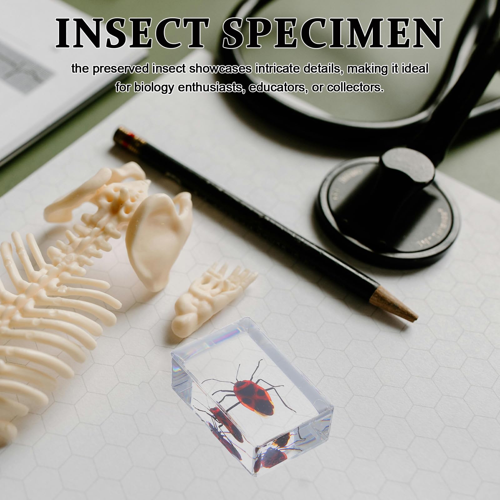 Adorainbow 6 Stück Insektenpräparat aus Kunstharz als Briefbeschwerer und Sammlerstück mit Elegantem Design für Wohn und Arbeitsbereich