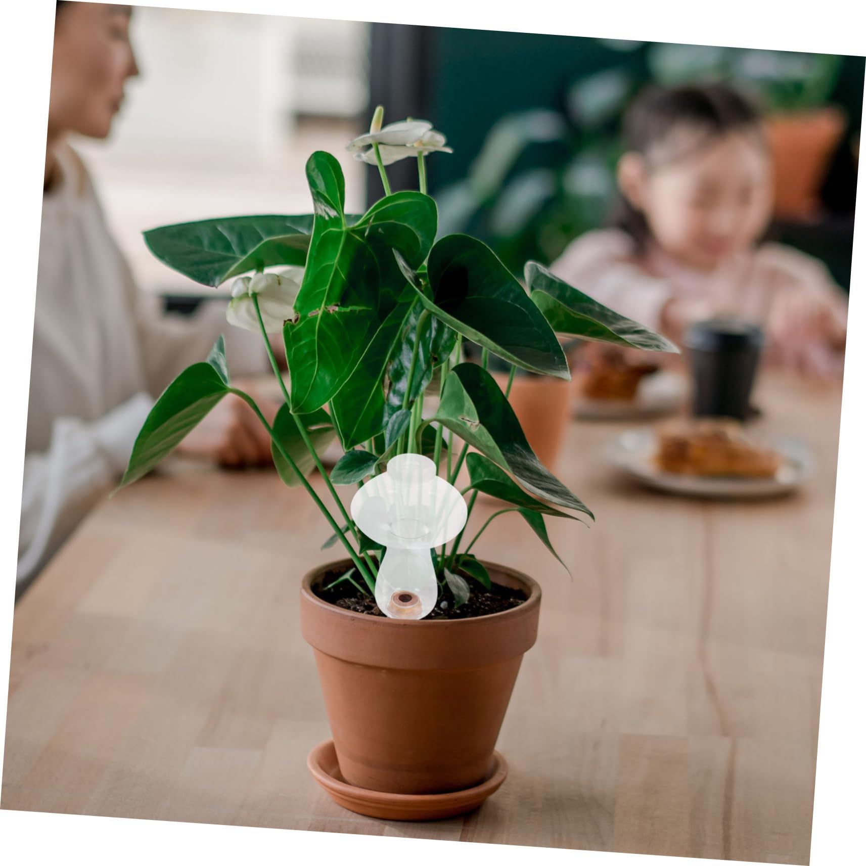 Toyvian 5 Ensembles Arrosage Automatique des Fleurs Dispositif D'Arrosage -À- pour Plantes D'Intérieur Outil D'Arrosage pour Plantes Succulentes 2 pièces * 5
