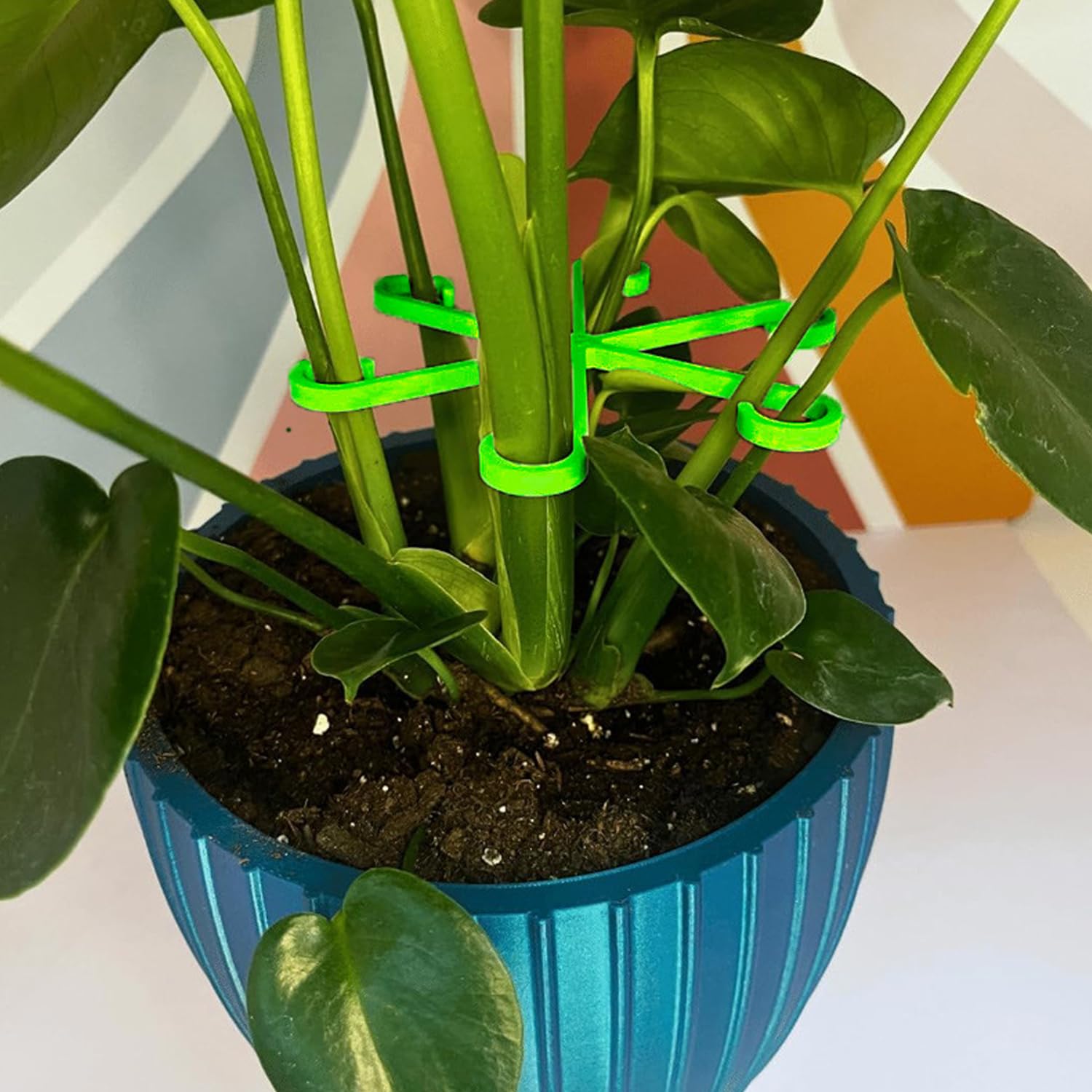 RXKFIGX 20 Pcs Plant Stem Support, Stem Holders for Plants, Climbing  Houseplant Stem Supports, Plastic Climbing Plant Support Plant  Trellis,Reusable Plastic Stakes Growth Accessories for Plant - BigaMart