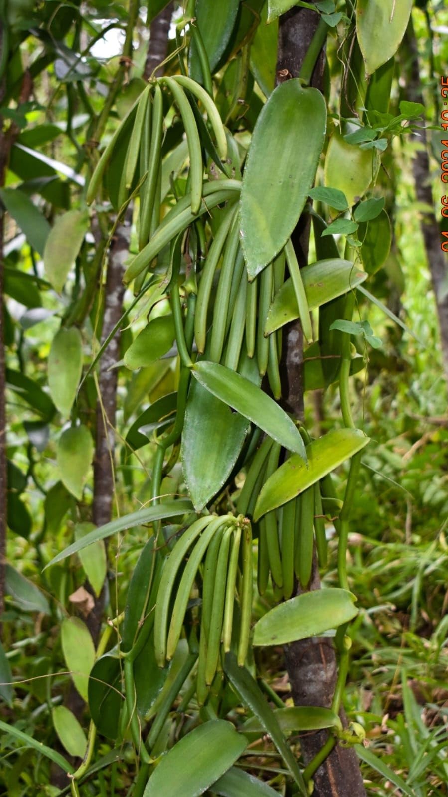 Vaniglia Bourbon del Madagascar - Bacelli Interi, Profumati e Carnosi - Confezione da 1 Kg - Prezzi da Ingrosso e Convenienti - Prodotto Premium per Professionisti (vaniglia da 14 a15 cm)