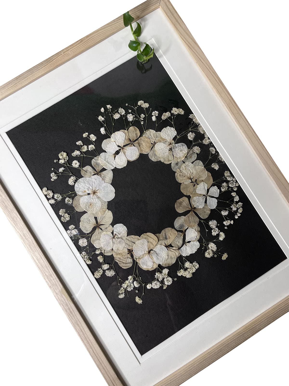 LOKAL LIVIN Dried pressed hydrangea floral wall art home décor