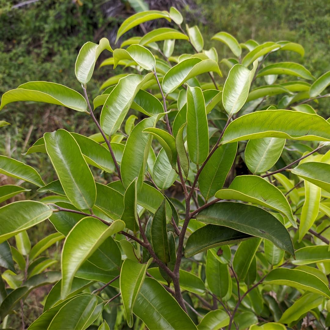 See full amazon price history chart for M-Tech Gardens Akil Tree Medicinal Tree Plant (Aquilaria malaccensis, Hybrid) Exotic 1 Live Medicinal Plant M-Tech Gardens Akil Tree Medicinal Tree Plant (Aquilaria malaccensis, Hybrid) Exotic 1 Live Medicinal Plant (B0CLGK4W4M) Amazon Price History, Amazon Price Tracker