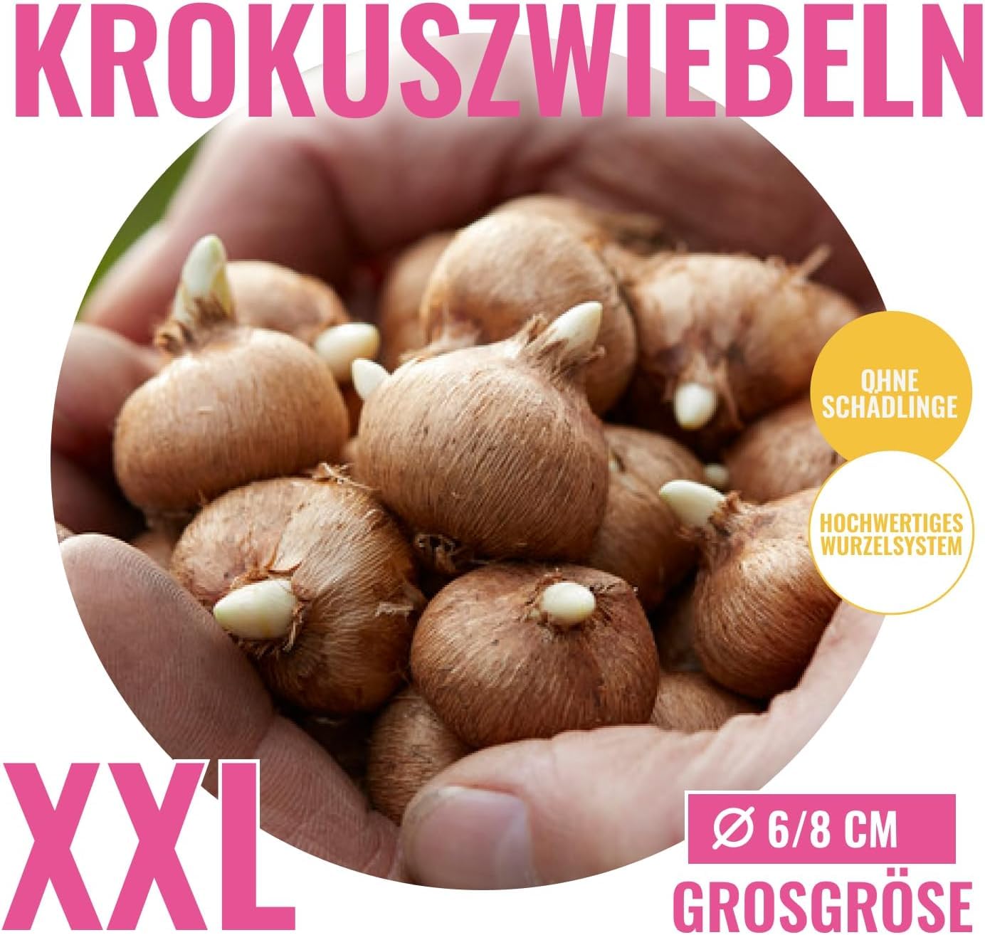 Botanische Crocus Budget (100 Zwiebeln) Blumenzwiebeln, Krokusse Zwiebel Mischung, 100 Exklusive Blumenzwiebeln, aus Holland, echte Winterhart e und mehrjährig Krokus Knollen