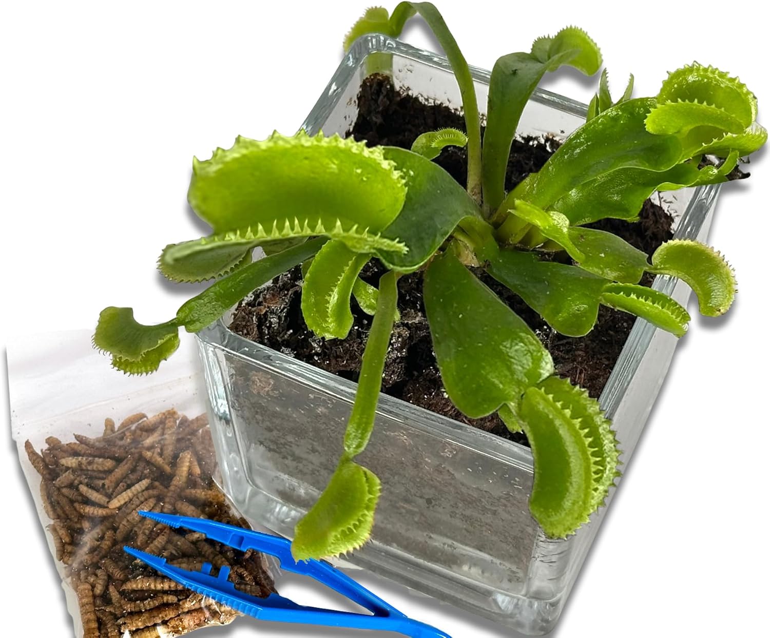 Product image of Venus Fly Trap Live Plant with 2.5" Classy Glass Cube Pot + Venus Fly Trap Food, Feeding Tweezers, Carnivorous Plants Soil and Live Venus Flytrap