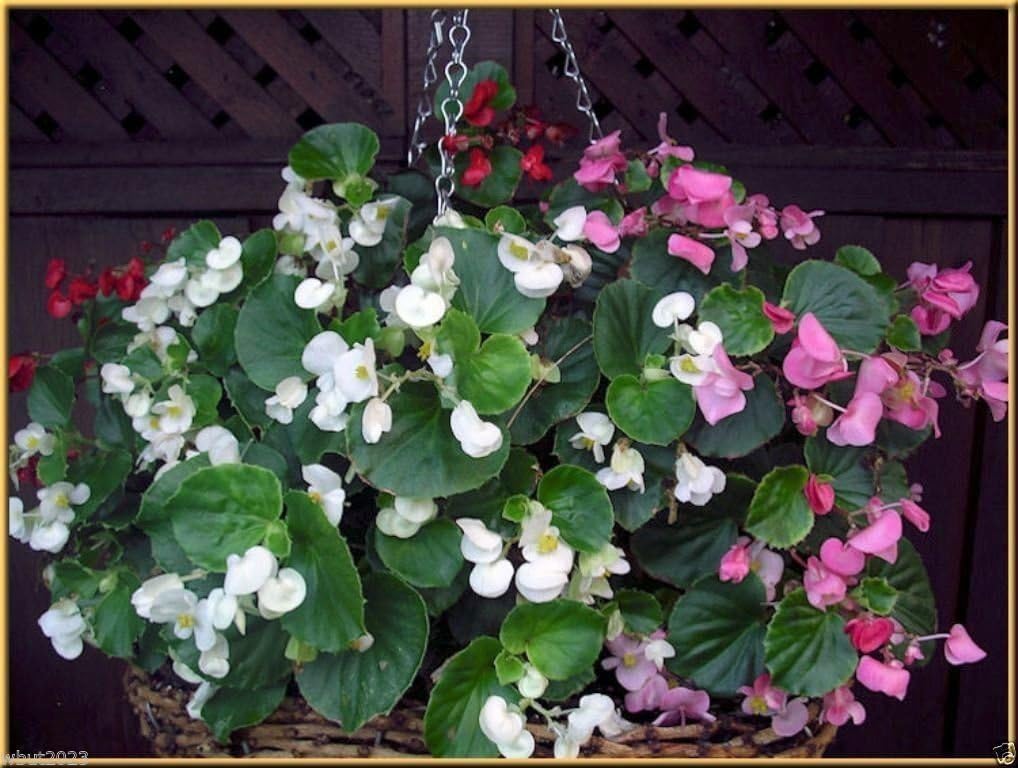 Begonia Flowers,(100 Seeds Wax Begonia-,Pellet Seeds) Mix Rose Pink,White,Red,