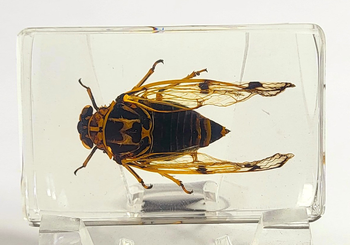 Image of 44mm Real Cicada Cicadatra Querula in Crystal Clear Lucite Resin Specimen Preserved Insect Taxidermy Collection for Biology Science Education & Desk Ornament Display Supplies Small Paperweight Crafts