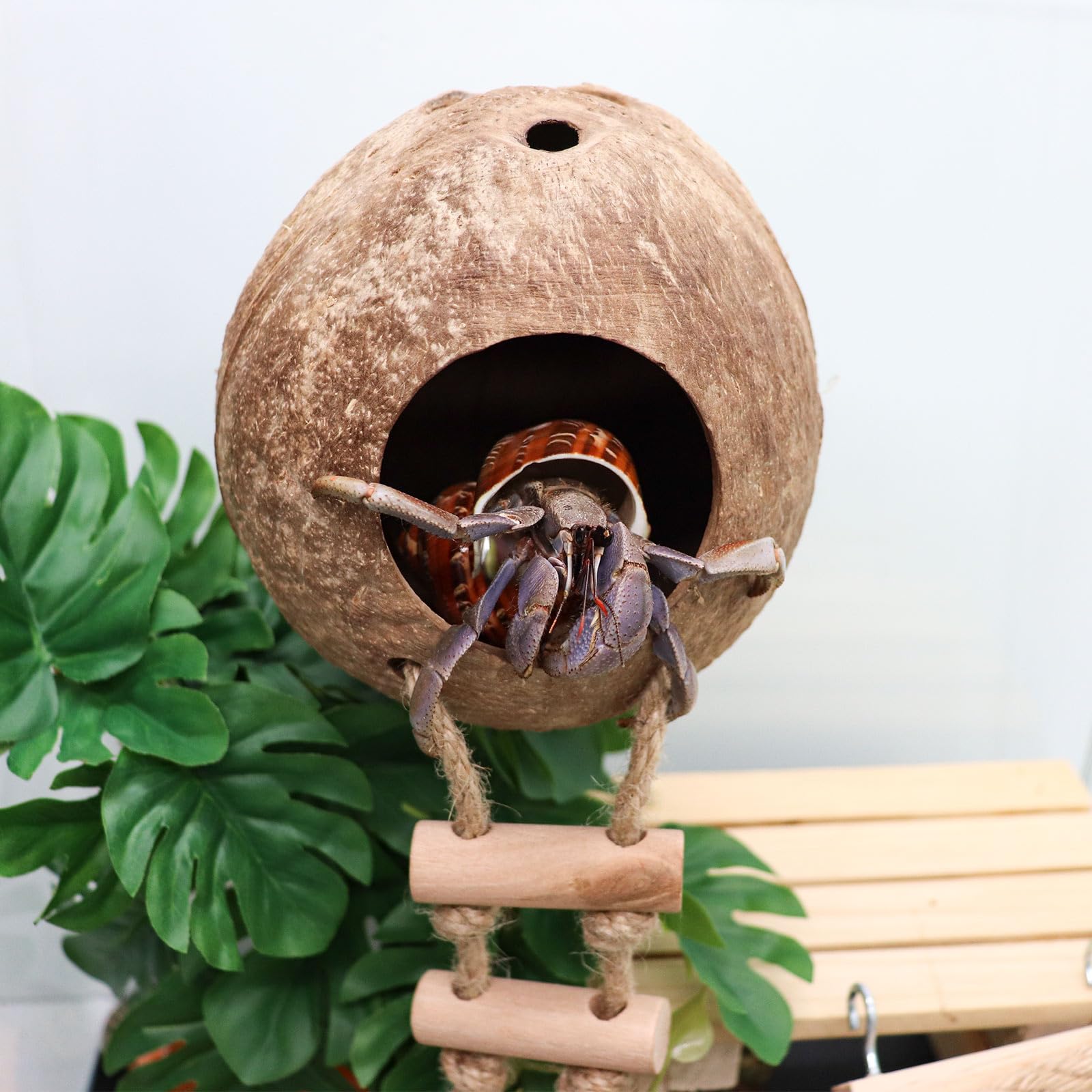 Juguete de escalada de cangrejo ermitaño, escondite de reptiles de coco natural con escalera, casa de reptiles de coco colgante, accesorios de hábitat de jaula o cueva de tanque, adecuado para gecko