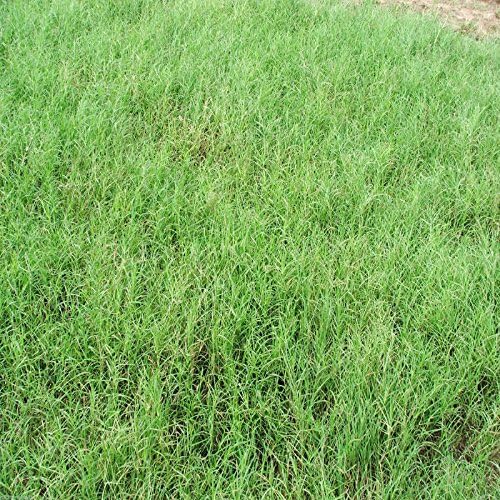 Giant Bermuda Grass Seed "Hulled" 5 Lbs. ( Alternative for Coastal Bermuda )