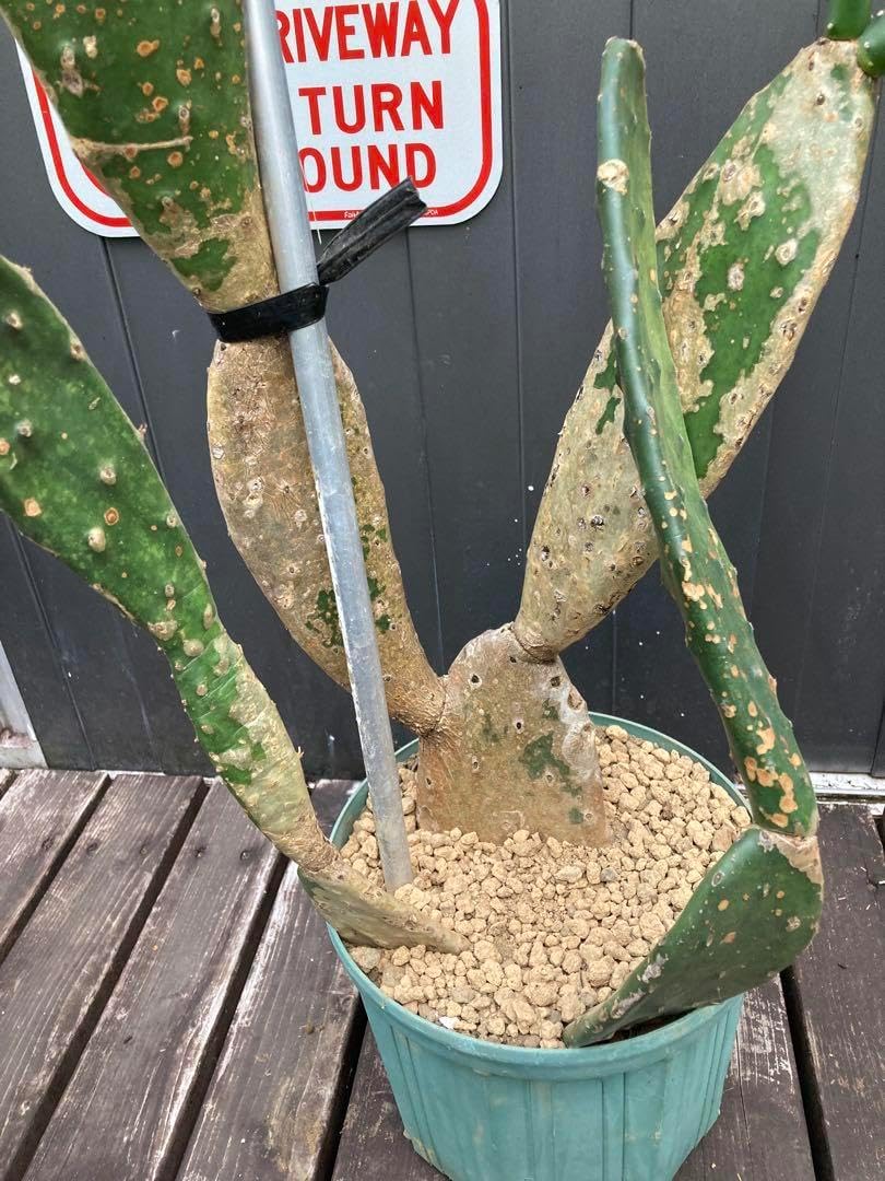 耐寒性オプンチア大型 宝剣の群生株◇ドライガーデン多肉サボテン島