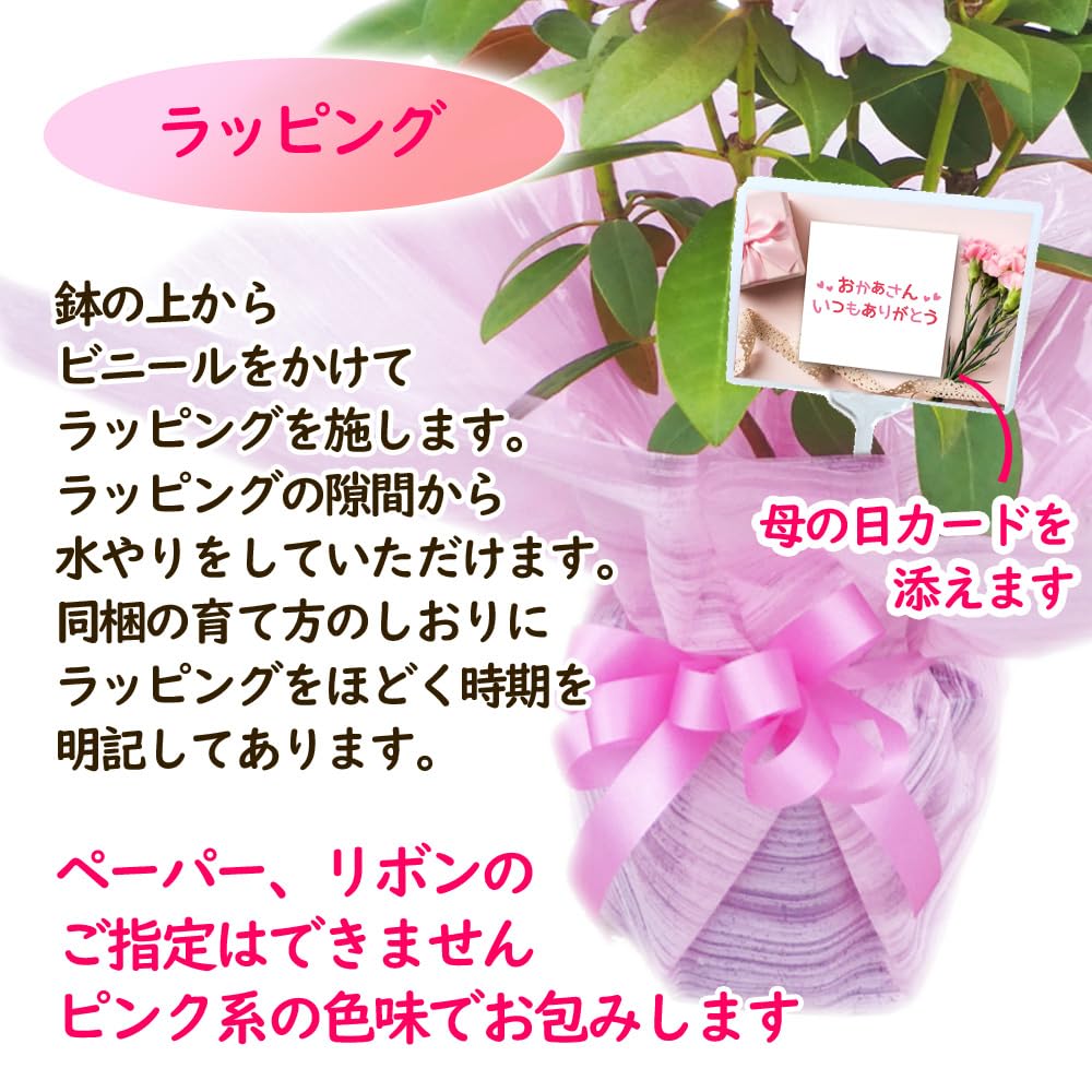 Amazon｜【 遅れてごめんね！ 】母の日ギフト「西洋 シャクナゲ