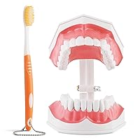 Vista 1 de Annhua Modelo de dientes dentales grandes con cepillo de dientes dental, 2 veces cepillado de dientes, herramientas de enseñanza con dientes