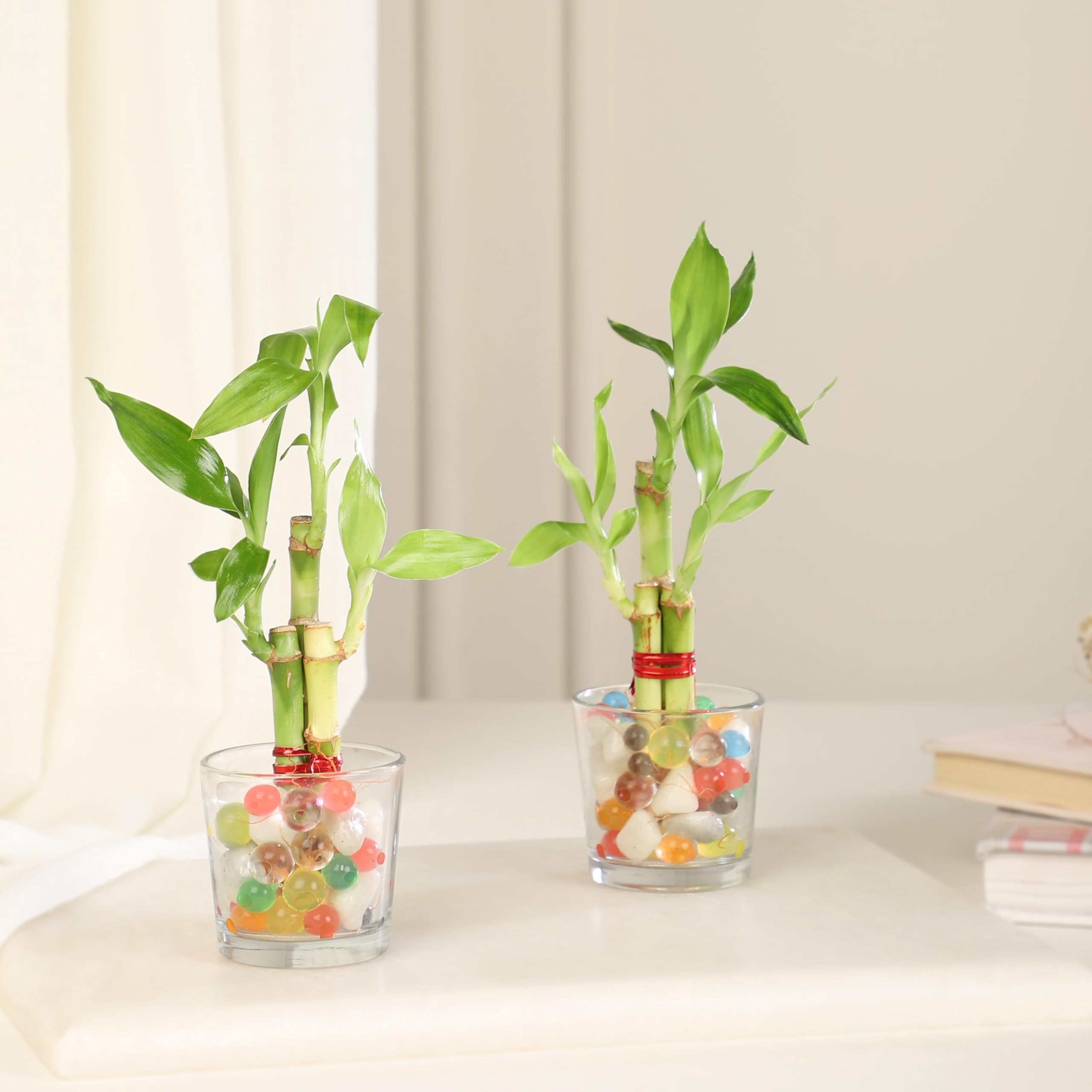 Nurturing Green® 1-Layer Lucky Bamboo in Shot Glass (Pack of 2) | Indoor Plants for Living Room | Live Plants With Pots (B0D9HGW1PN) Amazon Price History, Amazon Price Tracker
