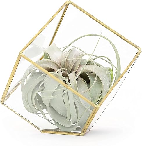 Air plant shop Heptaedron - Terrario de cristal geométrico con planta de aire Tillandsia Xerographica - Venta al por mayor y a granel - Suculentas -