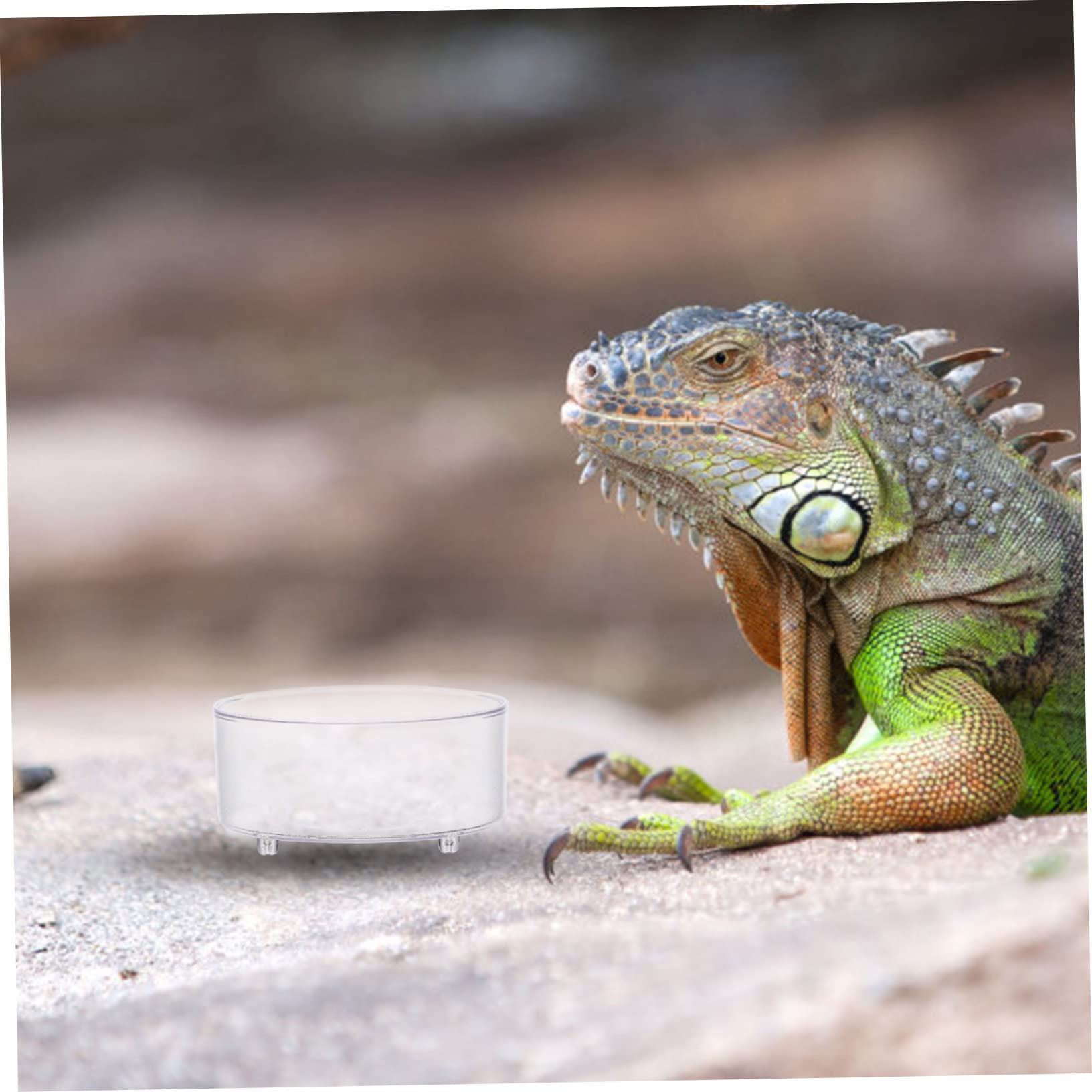 BESPORTBLE 150piezas Tazones Multifuncionales para Reptiles De Comida y Agua para Tortugas Geckos Serpientes y Accesorios para Terrarios para Pequeñas