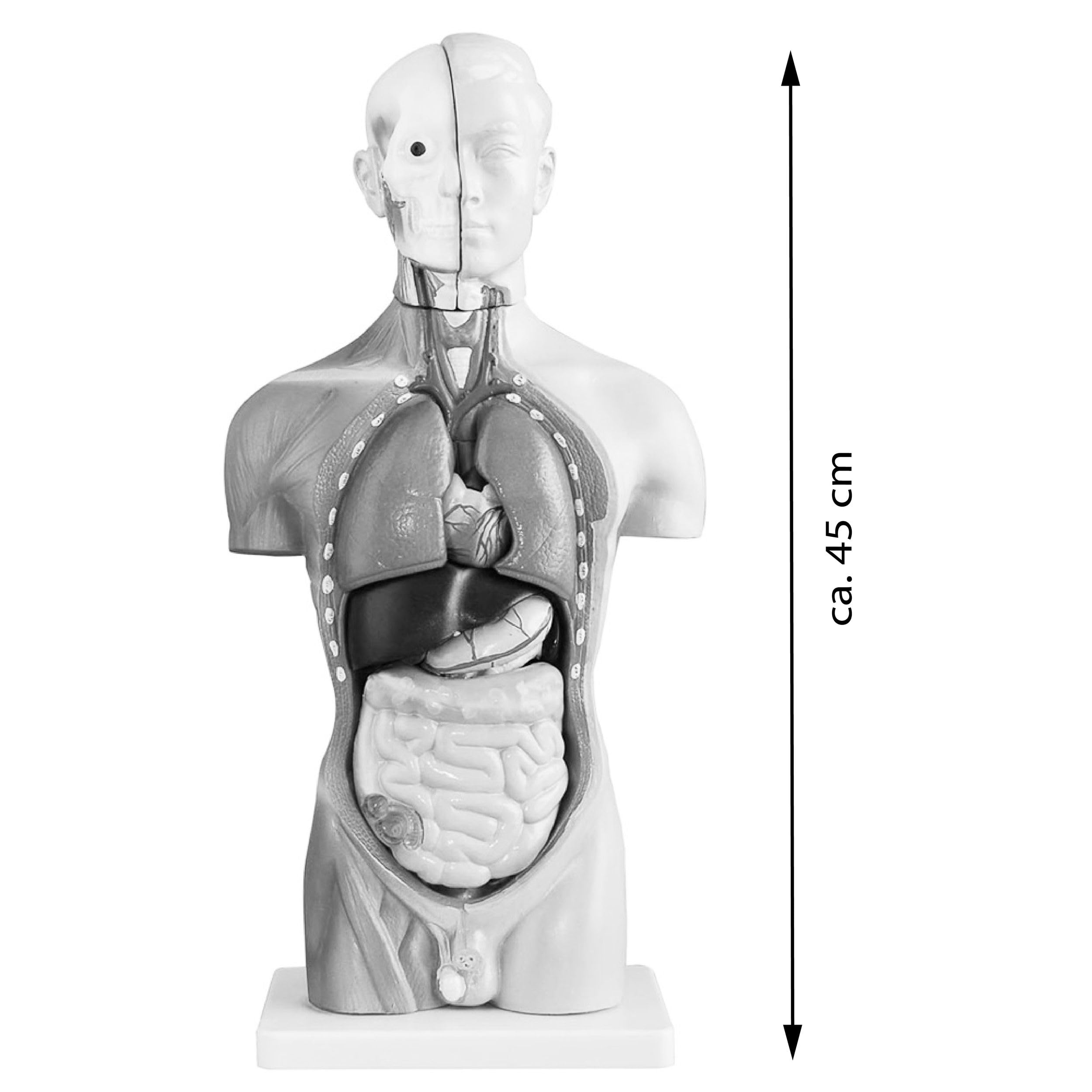 Anatomie Modell Torso des Menschen Anatomiemodell Menschlicher Lehrmodell 45 cm Körper Anatomisches Menschliches Model mit Organe menschliche Modelle MedMod