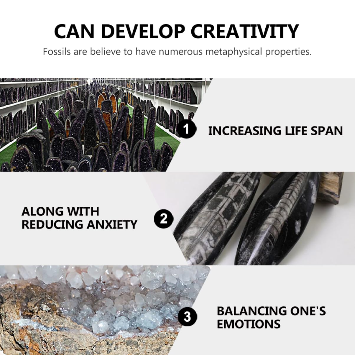 SUPVOX 1pc Large Size Orthoceras Shell Specimen Decorations Palaeo-Ocean Teaching Tool Sample