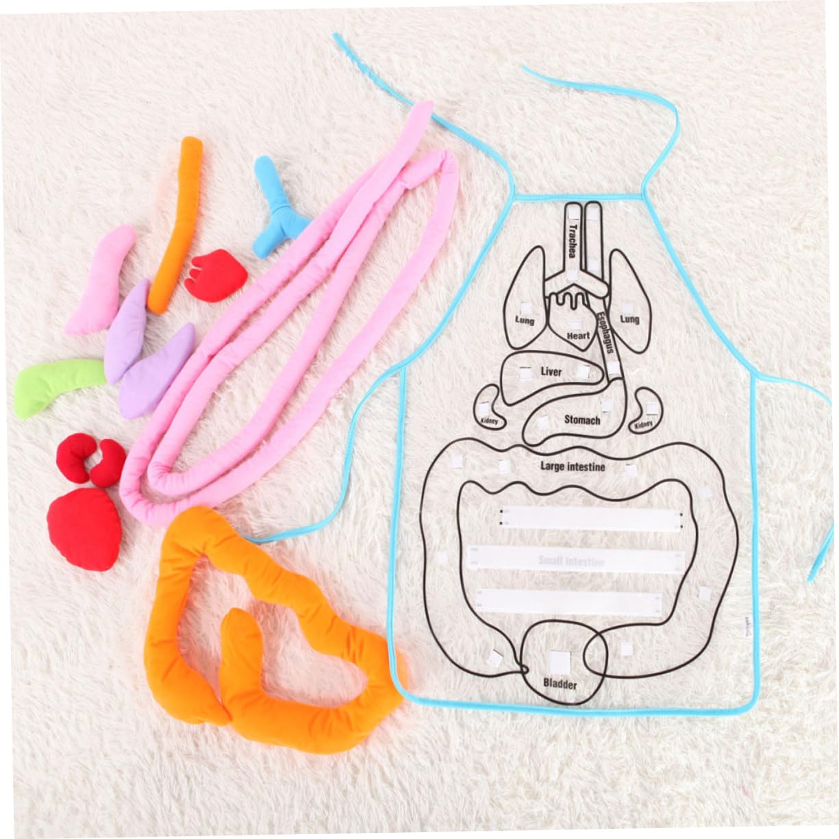 Toyvian Delantal Infantil 3D para Enseñanza de Anatomía Órganos del Cuerpo Humano, Material Didáctico de Plástico y Algodón PP para Educación Preescolar y Jardín de Infancia