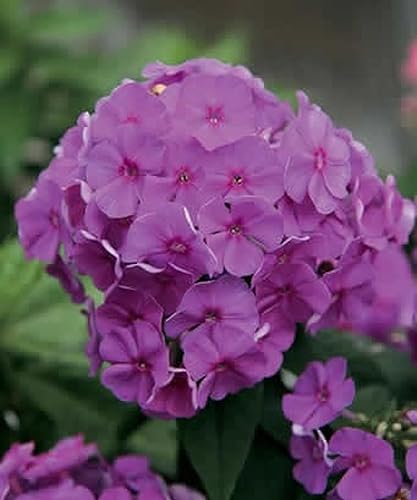 50 semillas de lavanda jardín Phlox Flor Flores de semillas perennes Mariposa Flor Perenne Jardín Semillas Flores Semillas Flor