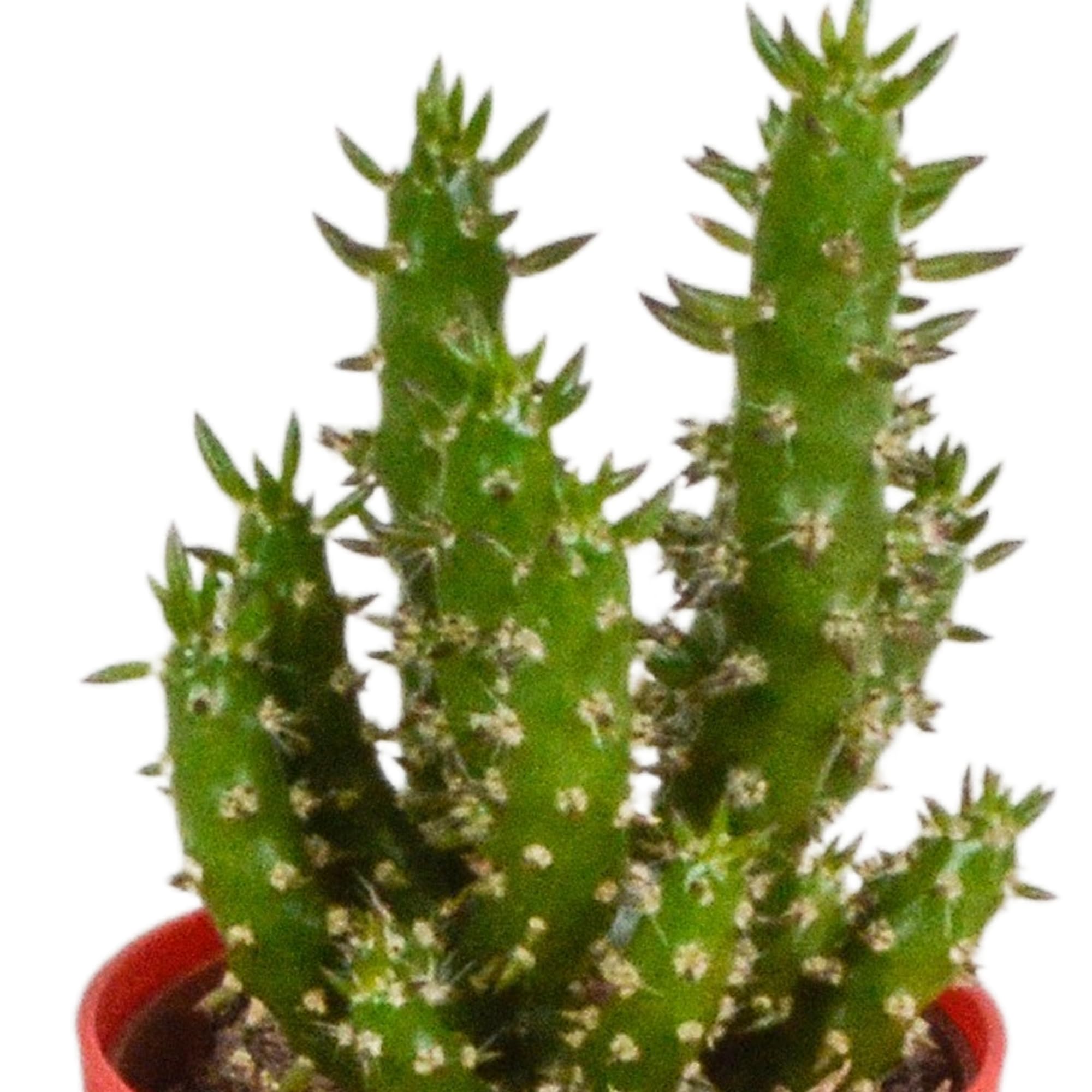 Mix di Cactus in Vaso di Plastica con Piedini, Set da 5 Pezzi, 5.5 cm