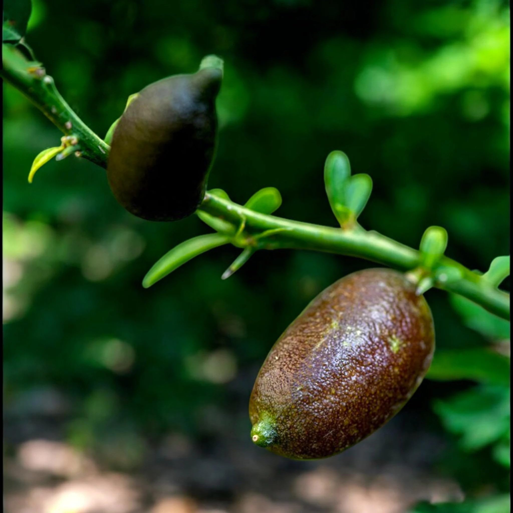 Limone Caviale Rosa Finger Lime Microcitrus australasica, Pianta di Agrume da Frutto in Vaso, 70/80 cm, Vaso 22, Verde