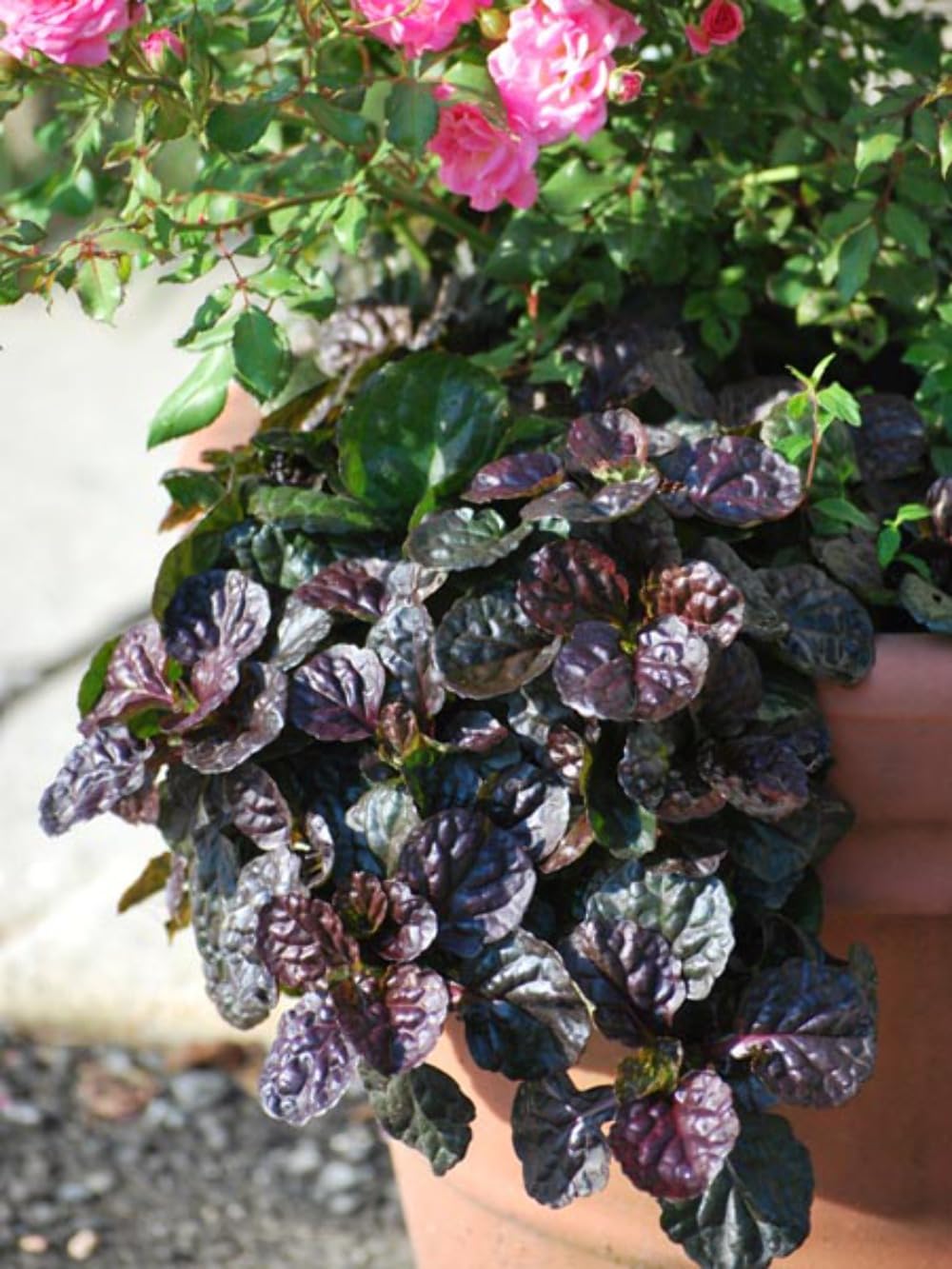 Perennial Farm Marketplace Ajuga Black Scallop