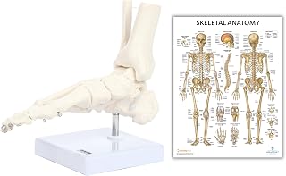 Axis Scientific Life-Size Human Skeletal Foot Model with Ankle - Foot Bones & Joints Articulated with Wire with Anatomy Lab Skeletal System Anatomical Chart