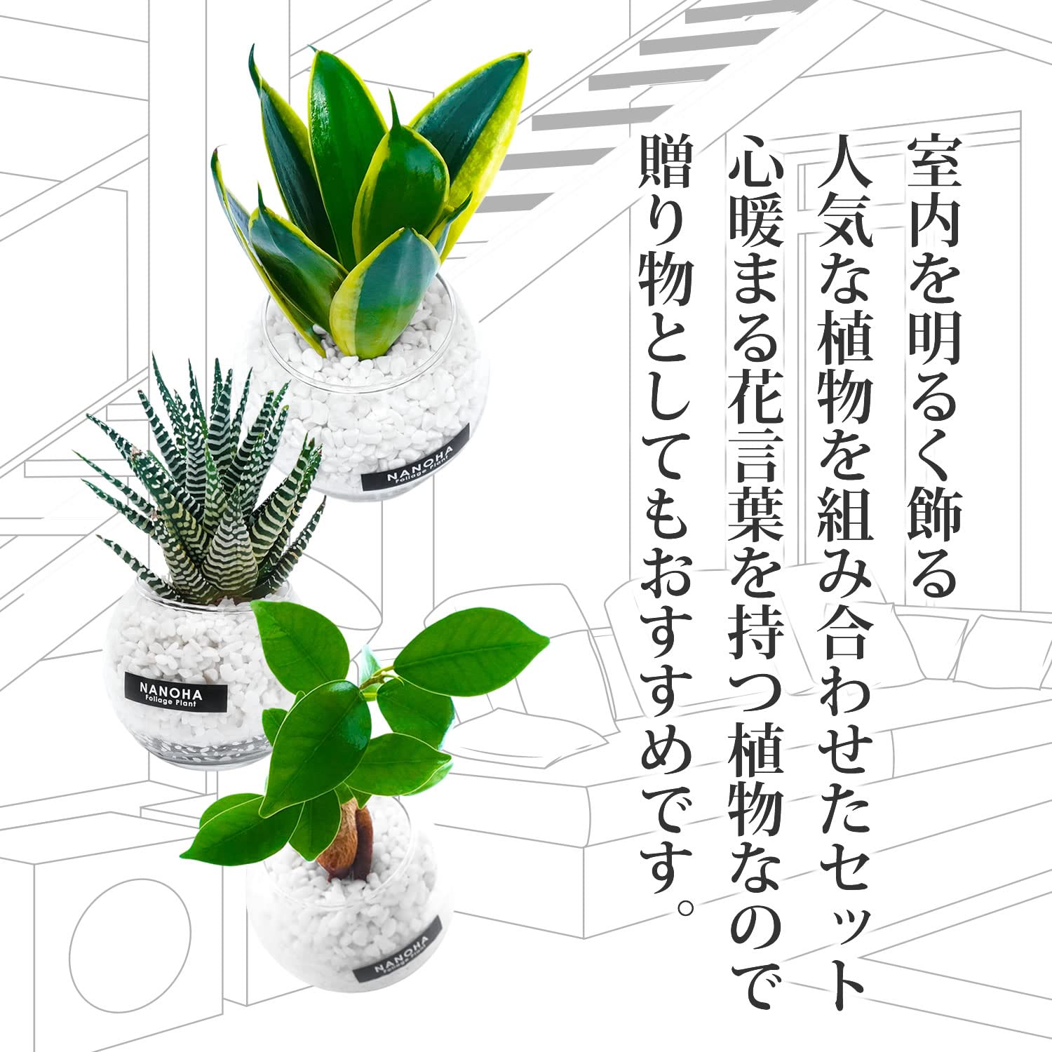 ガジュマル さま 71JH1PeuXiL._UF350,350_QL50_.jpg