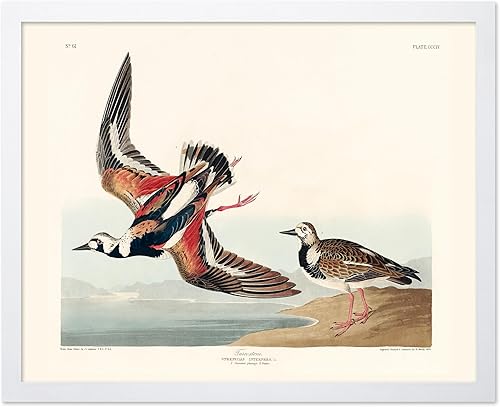 Miniatura 20 de Poster Master Póster vintage de colibríes, impresión de formas de arte retro en la naturaleza, arte de pájaros, regalo para él, ella y amante de los