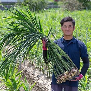 紅葉☆即購入OK様☆専用☆ XBRAID YGK・よつあみ エックスブレイド オッズポート WXP1 8