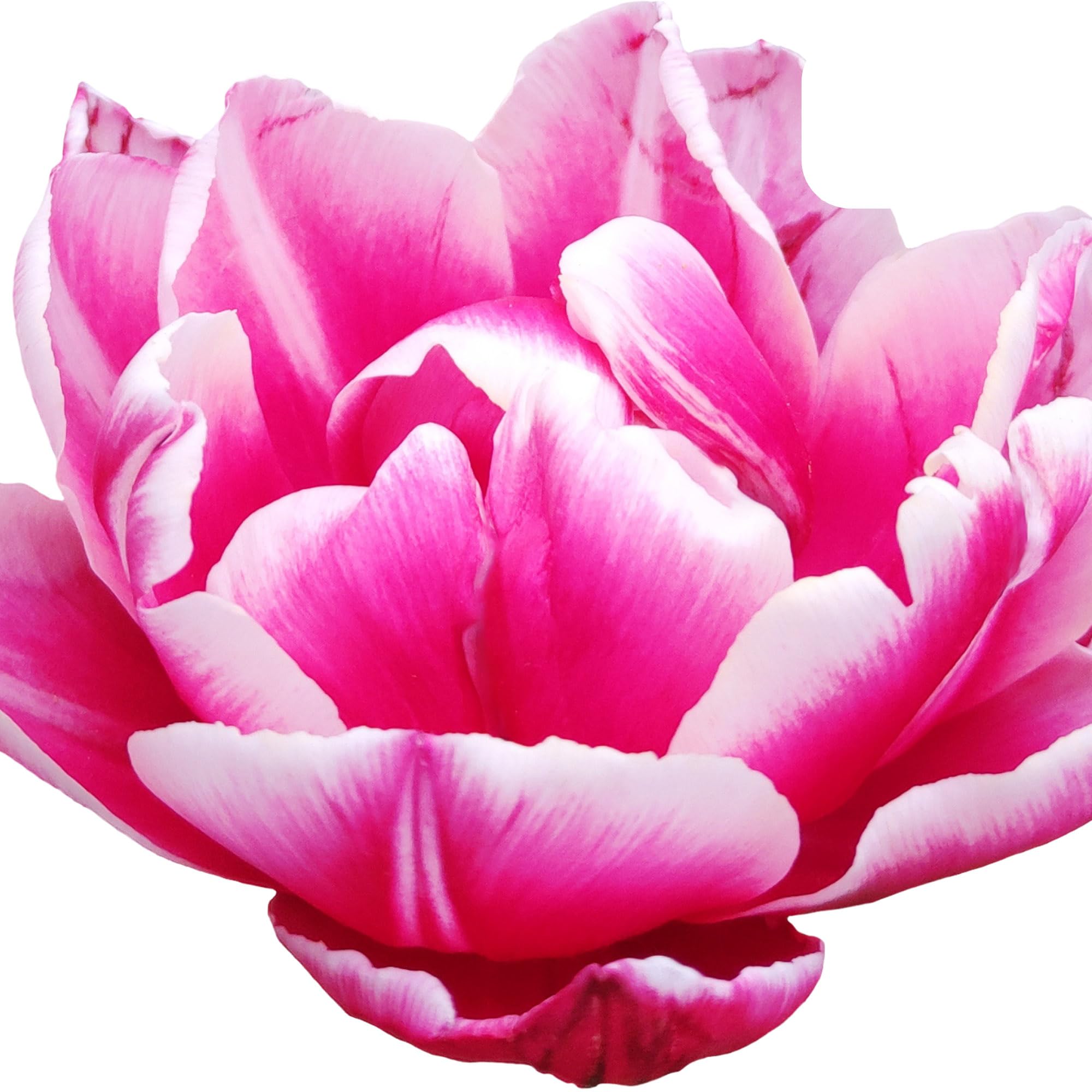 Bulbos de tulipán Columbus | 20 Piezas - Pink-White Double Pio Tulip - 30-50cm - Ø5cm - bulbo de flor - Planta de jardín