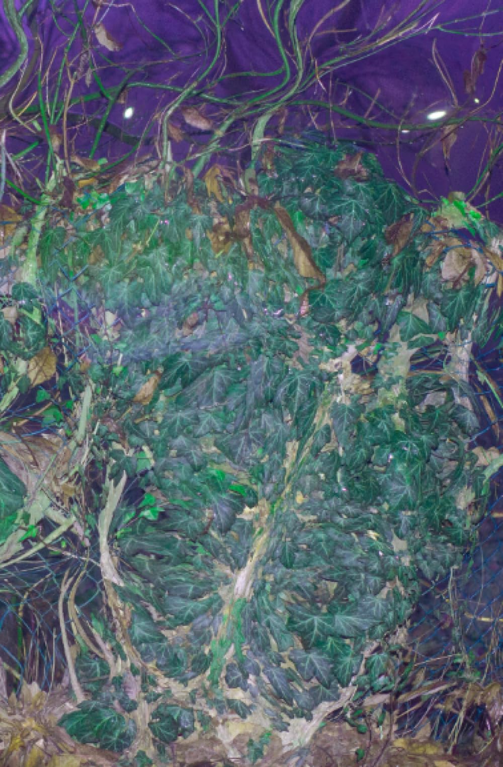 a toxic journey (Photobooks - Art pieces by Greta Ratto)