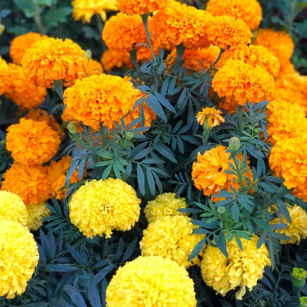 See full amazon price history chart for Marigold plants live without pot,live plants for without pot marigold (Pack of 4) Marigold plants live without pot,live plants for without pot marigold (Pack of 4) (B0CT3MT7F1) Amazon Price History, Amazon Price Tracker