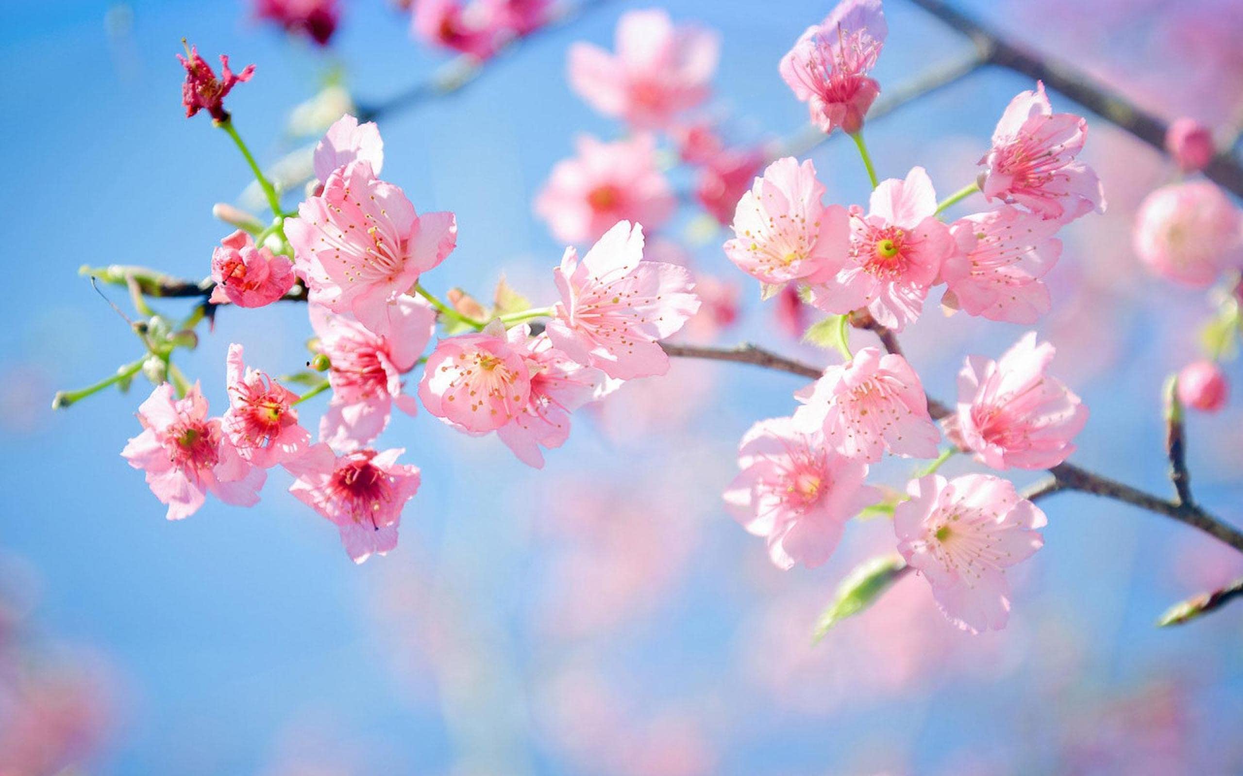 Amazon.co.jp: 大人の2000ピースパズル桜品質のリサイクル可能な素材と